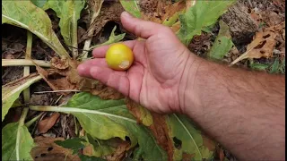 Mandrake Fruits - How I Eat  - Mandragora officinarum Rare Fruit Plant