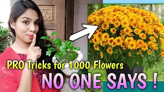 PRO Tricks and Tips to Get More Chrysanthemum Flowers // Chrysanthemum Plant Care // Plantalogy