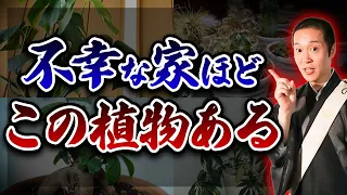 あの幸運を呼ぶ植物が実は...。貧乏神や悪運を引き寄せる危険な観葉植物５選