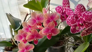 ЧАСТЬ 2.ЦВЕТЕНИЕ МОИХ ОРХИДЕЙ В КОНЦЕ МАРТА ❣️😍👍❤️🌸🌱#orhids #phalaenopsis #flor #orjidea #flores 🦋🌱