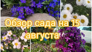 ОБЗОР САДА НА 15 АВГУСТА. ЛЬЮТ СИЛЬНЫЕ ДОЖДИ, ВСЁ ПРОПАДАЕТ 😱😔 НОВОСИБИРСК.