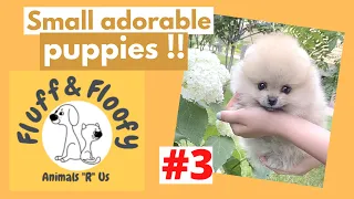 Pomeranian puppies 3! Showing its sexy butt & posing for a picture! Tiny Teacup dogs! #shorts