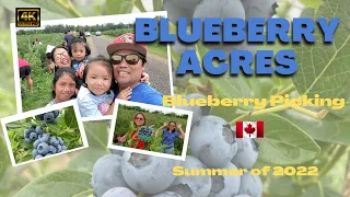 BLUEBERRY ACRES, Nova Scotia / Blueberry Picking 2022