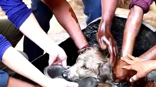 Dog Turned Rock - Solid In Tar Drum Rescued.mp4