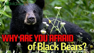 Don't be afraid of bears