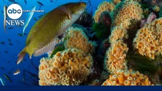 'Writing the obituary of ocean life': Ocean heat records devastate coral reefs