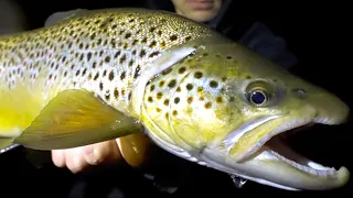 Nighttime Fly Fishing for Brown Trout [MOUSING!]