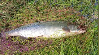 ГОРБУША. Начало" хода". РЫБАЛКА В УМБЕ. "PINK SALMON. The beginning of the "move"."