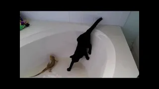 Cat falls into bathtub