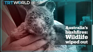 Half a billion animals killed in Australia’s bushfires