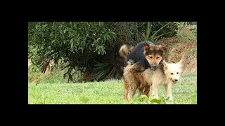 Great Job! Amazing Speed Dog meeting   Dog In Middle Village