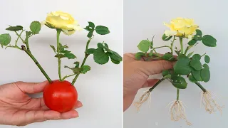 How to propagate Roses from cuttings with tomatoes for beginners