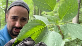 How we Harvest & Store 1 year supply of Stinging Nettle