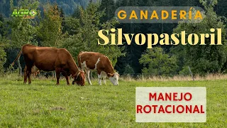 GANADERÍA SILVOPASTORIL.