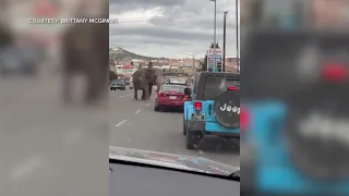 Circus elephant escapes handler, lumbers across busy Montana streeet