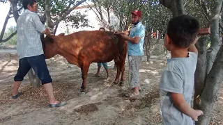 #Veterinariya vlogs#Uyda qoling.РУМЕНОТОМИЯ (Операция на рубце у коровы).18+ Rumenotomy in cattle.