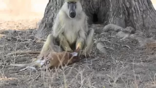 This is Nature: Baboon eating baby impala