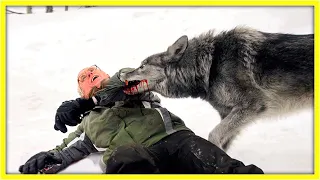Wilk chciał zaatakować rannego mężczyznę, Ale gdy zobaczył co się z nim stało uciekł...
