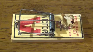 How to set a mouse trap (special request)