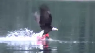 Bald Eagle Catches Fish and Swims with it to Shore