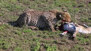 Cheetah eating gazelle