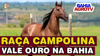 A Origem e Crescimento da Raça Campolina na Bahia e Nordeste Brasileiro #campolina