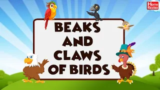 Beaks and claws of Birds | Class 3 | Science | CBSE Board | Home Revise