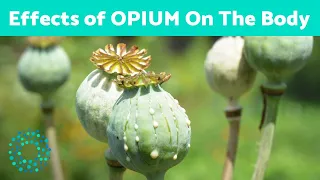 Effects of OPIUM