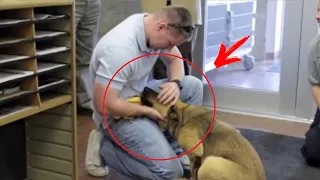 Спустя 7 месяцев хозяин нашел свою собаку в приюте! Её реакция заставила всех рыдать!