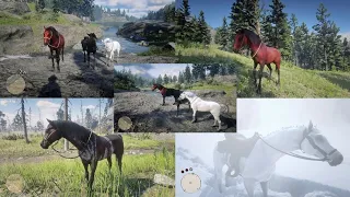 3 best,fastest and rarest horses in red dead redemption 2 and how to get them