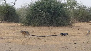 Python, Honey Badger & Jackal Fight Each Other | Honey Badger Rescues Her Baby from Leopard