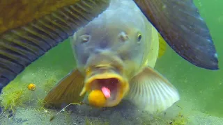 Carp fail compilation underwater (part 2)