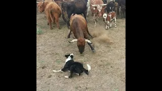 Catching cattle and loading them in the Trailer with Satus Eva Brick and Kate