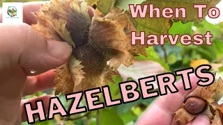 When To Harvest Hazelberts  |  Hazelnuts And Filberts Too