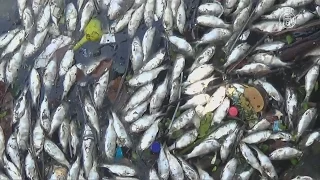Мертвая рыба плавает в заливе Гуанабара (новости)