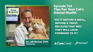 Tips For Your Cat’s Dental Health with Dr. Jeff Werber | Care Experts by CareCredit