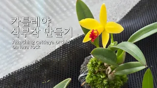 카틀레야 석부작 만들기 l Attaching cattleya orchid on lava rock