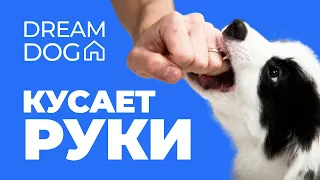 Кусает руки 🐶 Как отучить собаку кусать хозяина 🐕 Научить щенка не кусаться и не грызть человека 🐩