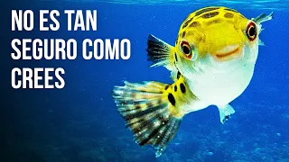 Las 15 criaturas submarinas más venenosas del mundo
