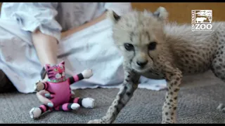 7 Week Old Cheetah Cub Kris Exploring a New Space - Cincinnati Zoo