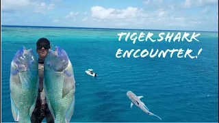 SPEARFISHING MONSTER TUSKYS AND MANGROVE JACKS / (Big tiger shark encounter)