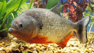 The Beauty and Intricacies of a Piranha Aquarium