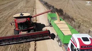 Soybean harvest, South Africa, May 2022