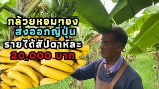 กล้วยหอมทองหนองบัวแดง ส่งออกญี่ปุ่น มีตลาดส่งที่แน่นอน ปริมาณผลผลิตไม่พอขาย