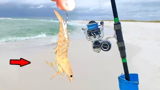 Tossing Shrimp in the Surf! *Unexpected Catch, Clean, & Cook*