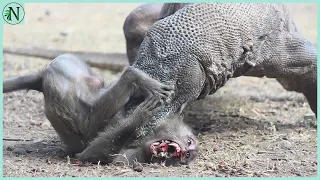 Monkey Dying In A Komodo Dragons Jaws