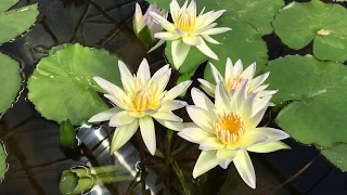 N. Moonbean Waterlily