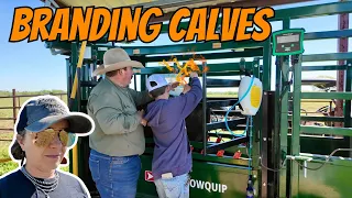 Learning How to Brand Cattle | Bar 7 Ranch