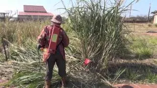 東林BLDC割草機-割芒草