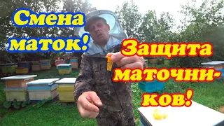 ОДИН ИЗ СПОСОБОВ СМЕНЫ МАТОК В ГЛАВНЫЙ МЕДОСБОР.